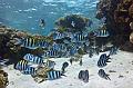 Shoal Of Sergeant Major Fish on the blue sea,Egypt,diving,underwater,fish,gallery,coral,reef