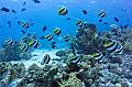 Shoal Of Sergeant Major Fish on the coral reef,Egypt,diving,underwater,fish,gallery,coral,reef