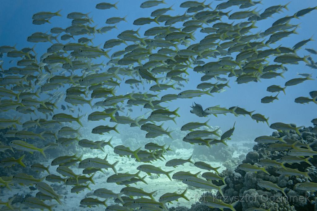 Egypt,diving,underwater,fish,gallery,coral,reef,yellow goat fish