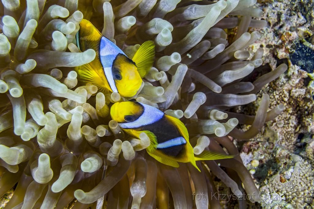 Egypt,diving,underwater,fish,gallery,coral,reef,anemone fish,clown fish