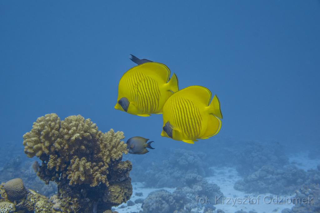 Egypt,diving,underwater,fish,gallery,coral,reef,butterfly Fish,butterflyfish