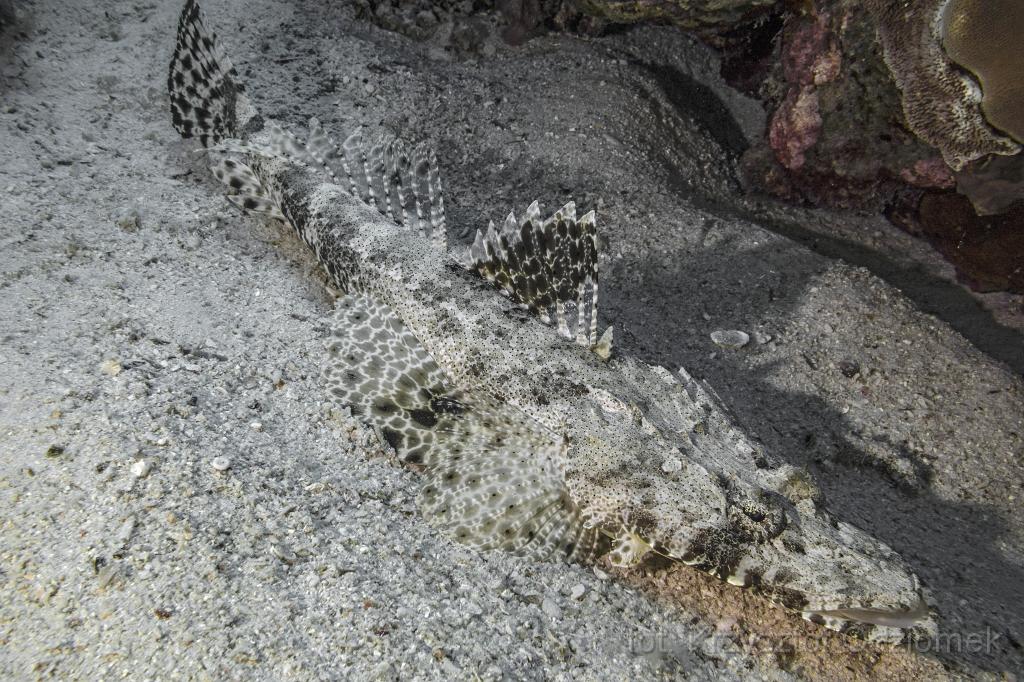 Egypt,diving,underwater,fish,gallery,coral,reef,crocodile fish