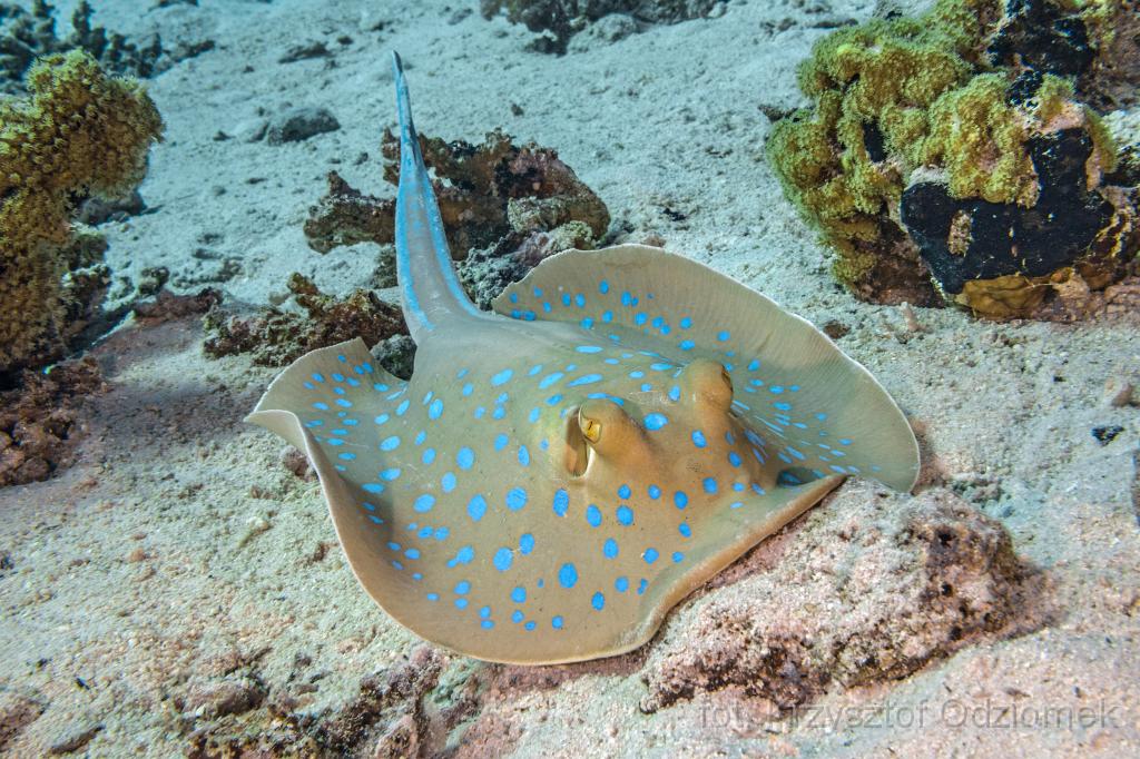 Egypt,diving,underwater,fish,gallery,coral,reef,stingray