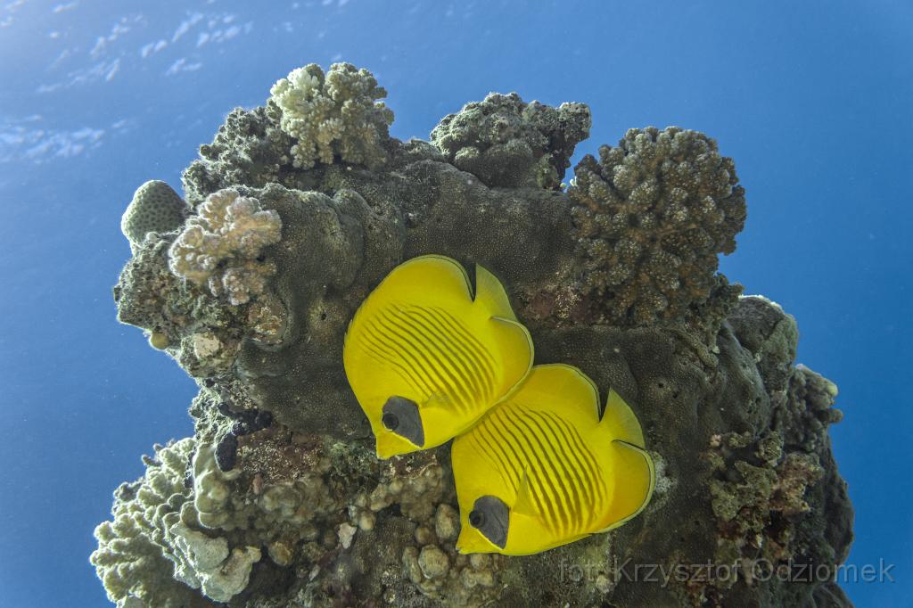 Egypt,diving,underwater,fish,gallery,coral,reef,