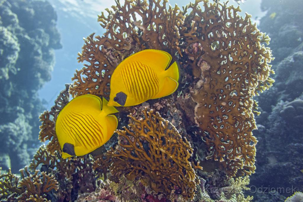 Egypt,diving,underwater,fish,gallery,coral,reef,butterfly