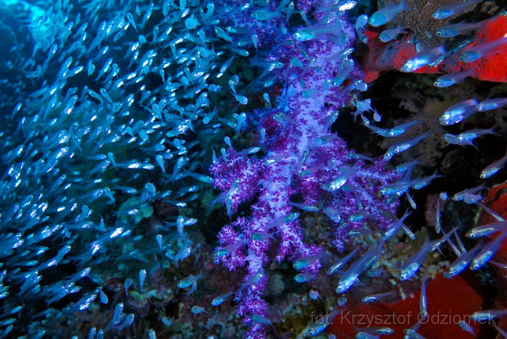 Egypt,diving,underwater,fish,gallery,coral,reef,glass fish