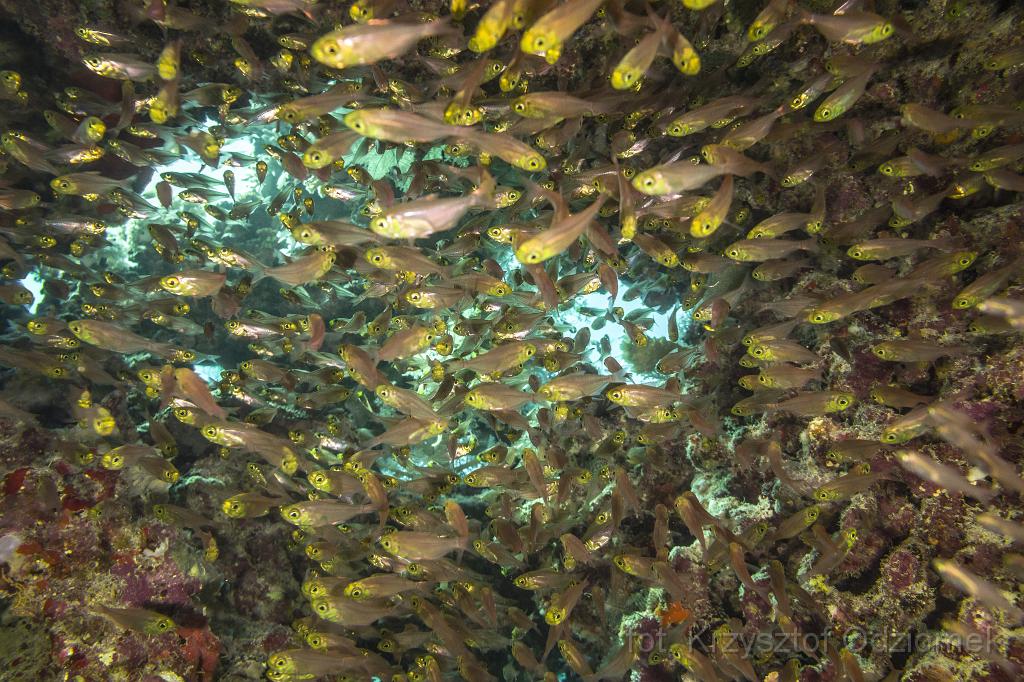 Egypt,diving,underwater,fish,gallery,coral,reef,glassfish