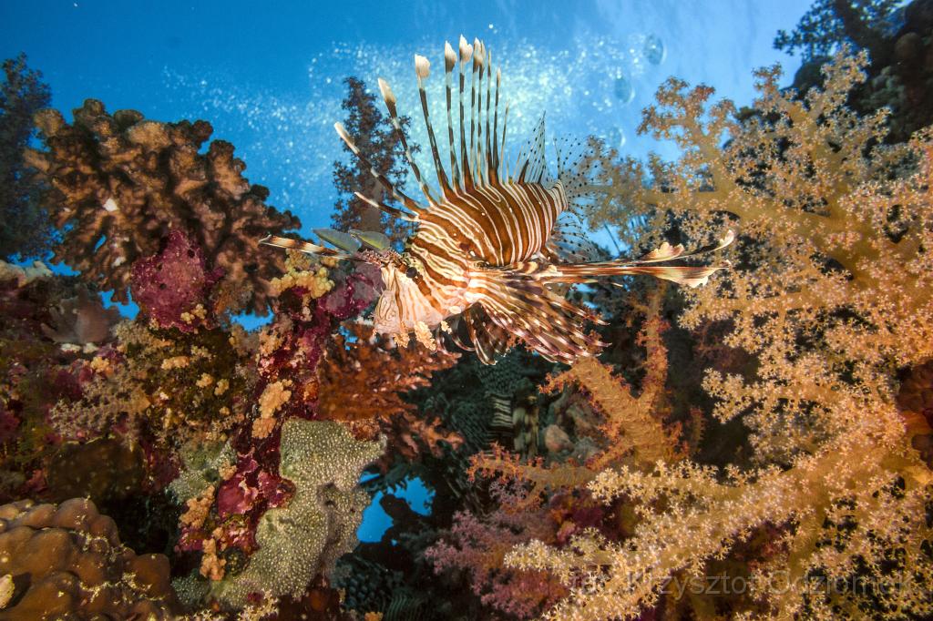 Egypt,diving,underwater,fish,gallery,coral,reef,lionfish