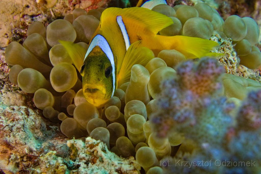 Egypt,diving,underwater,fish,gallery,coral,reef,anemone fish, clown fish