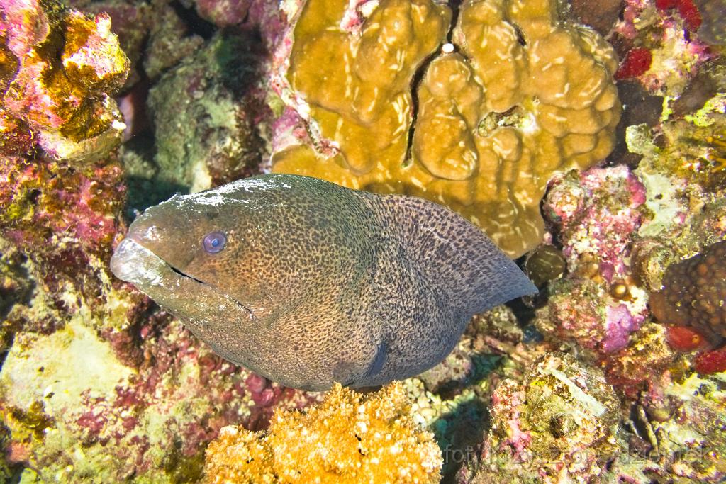 Egypt,diving,underwater,fish,gallery,coral,reef,moray