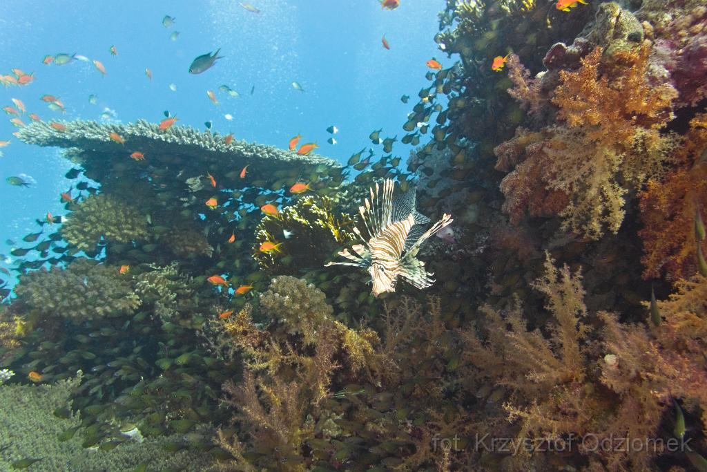 Egypt,diving,underwater,fish,gallery,coral,reef,lionfish