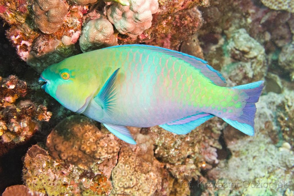 Egypt,diving,underwater,fish,gallery,coral,reef,parrotfish