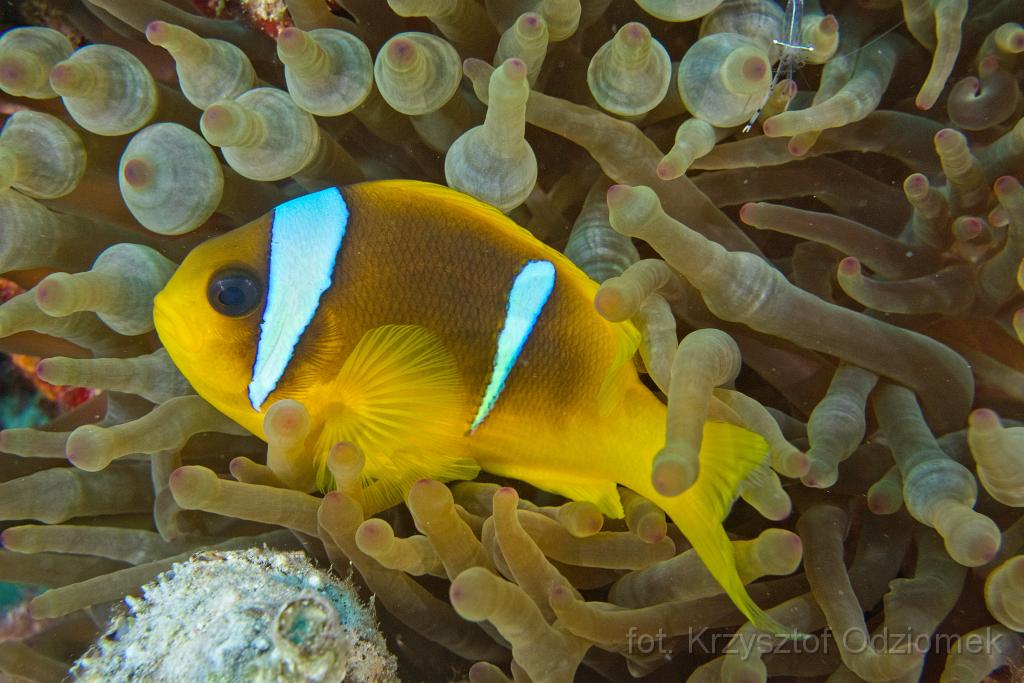 Egypt,diving,underwater,fish,gallery,coral,reef,anemonefish,clownfish,anemone fish,clown fish