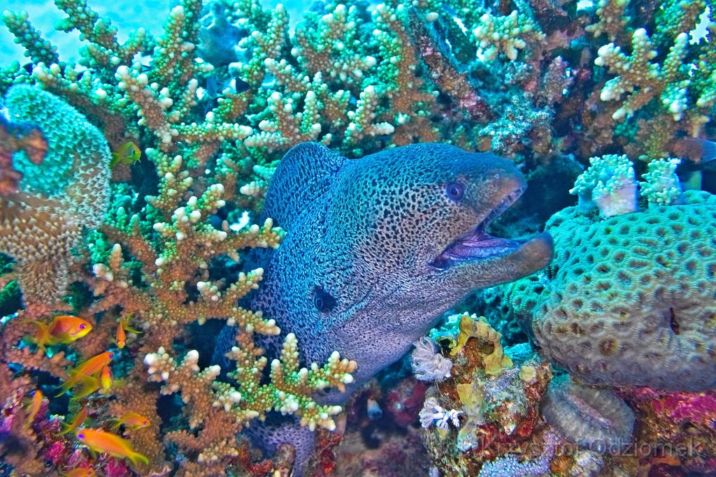 Egypt,diving,underwater,fish,gallery,coral,reef,moray,eel
