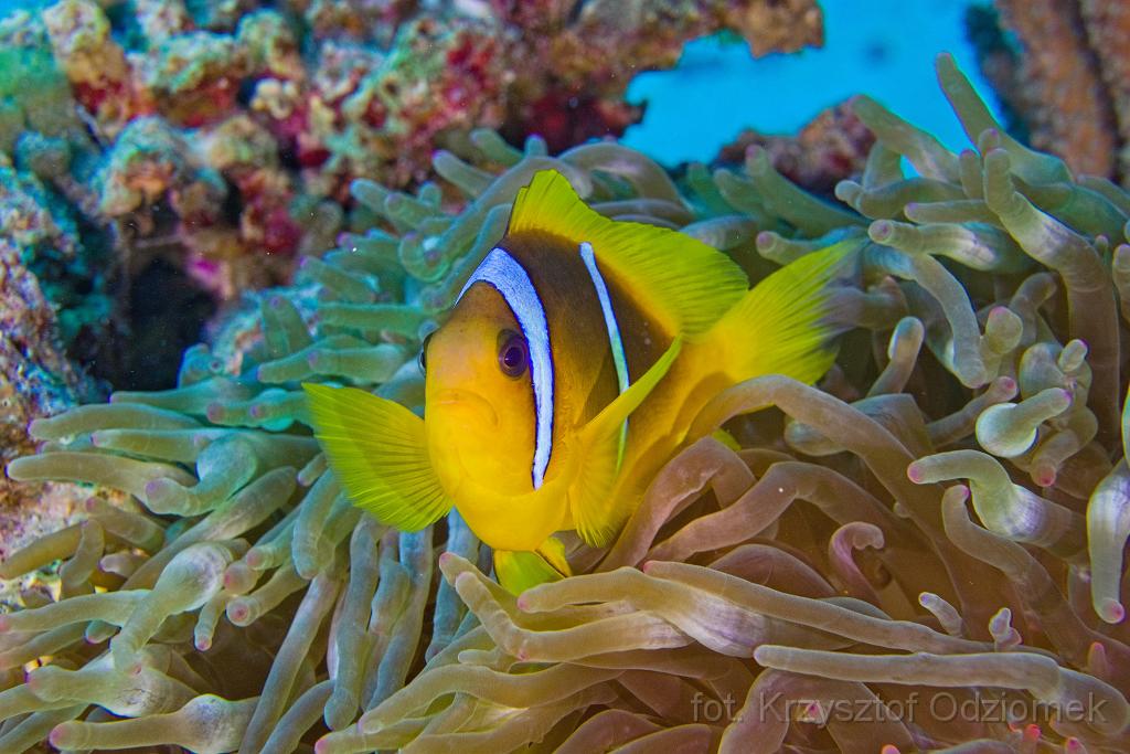 Egypt,diving,underwater,fish,gallery,coral,reef,anemonefish.clownfish