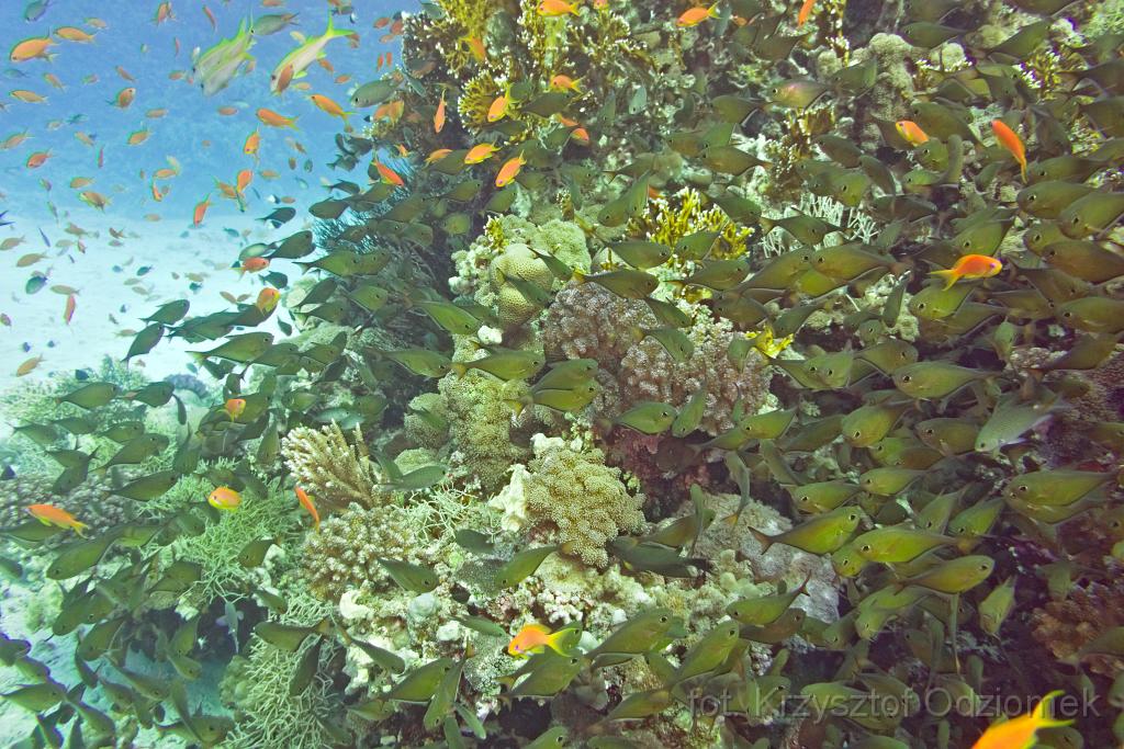 Egypt,diving,underwater,fish,gallery,coral,reef,shoolfish