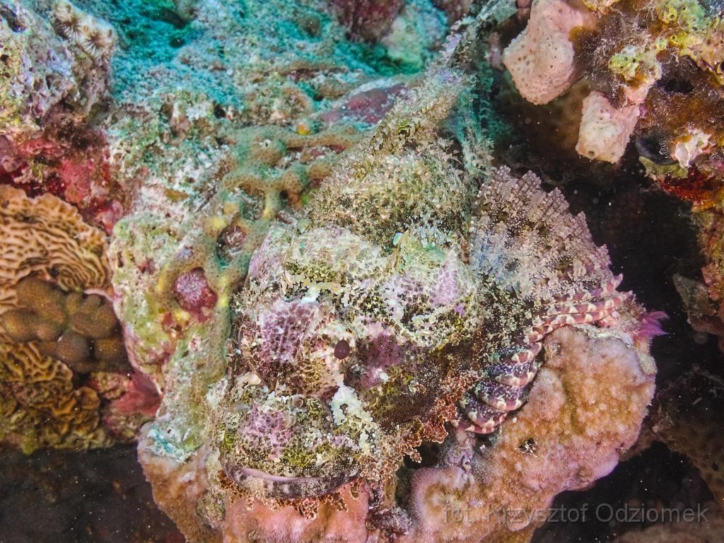 Egypt,diving,underwater,fish,gallery,coral,reef,scorpionfish