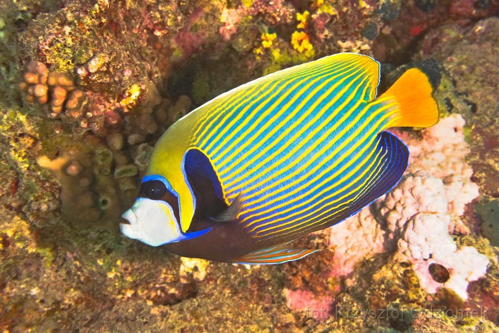Egypt,diving,underwater,fish,gallery,coral,reef,emperor angelfish