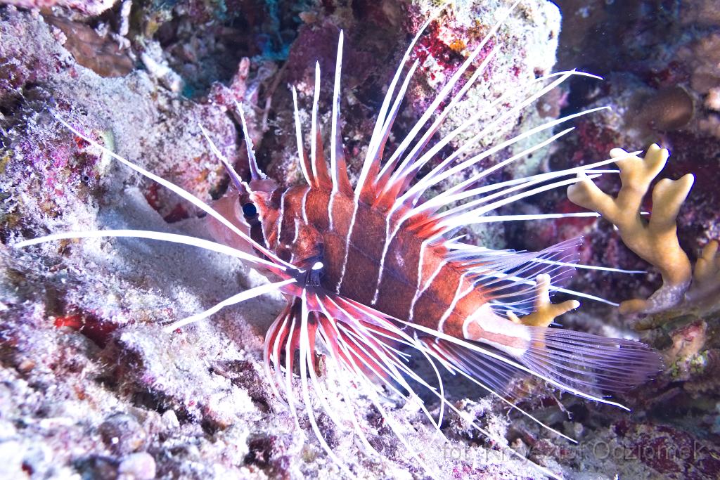 Egypt,diving,underwater,fish,gallery,coral,reef,lionfish