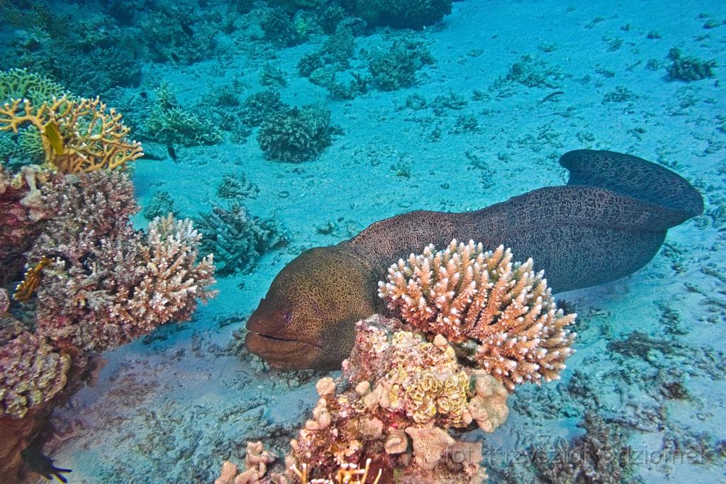 Egypt,diving,underwater,fish,gallery,coral,reef,moray,eel