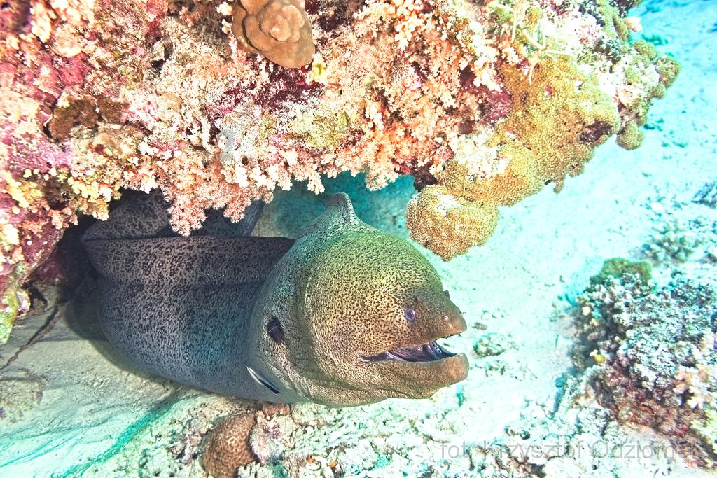 Egypt,diving,underwater,fish,gallery,coral,reef,moray