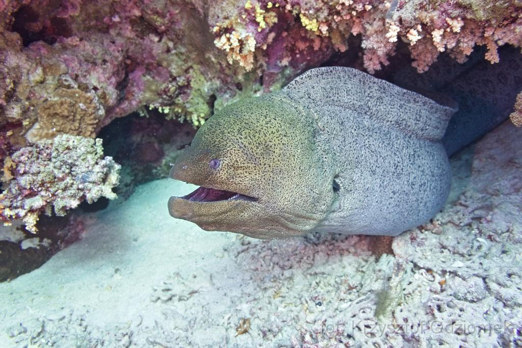 Egypt,diving,underwater,fish,gallery,coral,reef,moray,eel