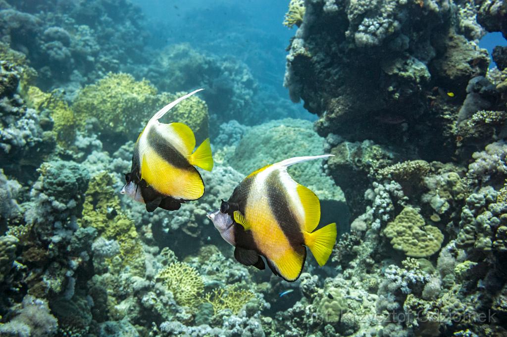 Egypt,diving,underwater,fish,gallery,coral,reef,Banner Fish
