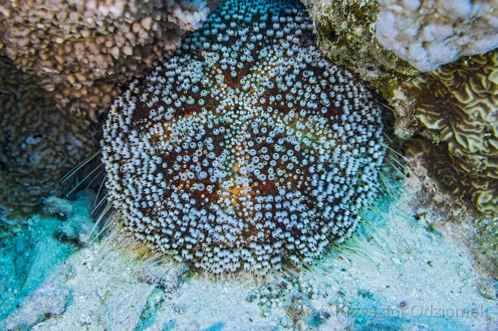 Egypt,diving,underwater,fish,gallery,coral,reef