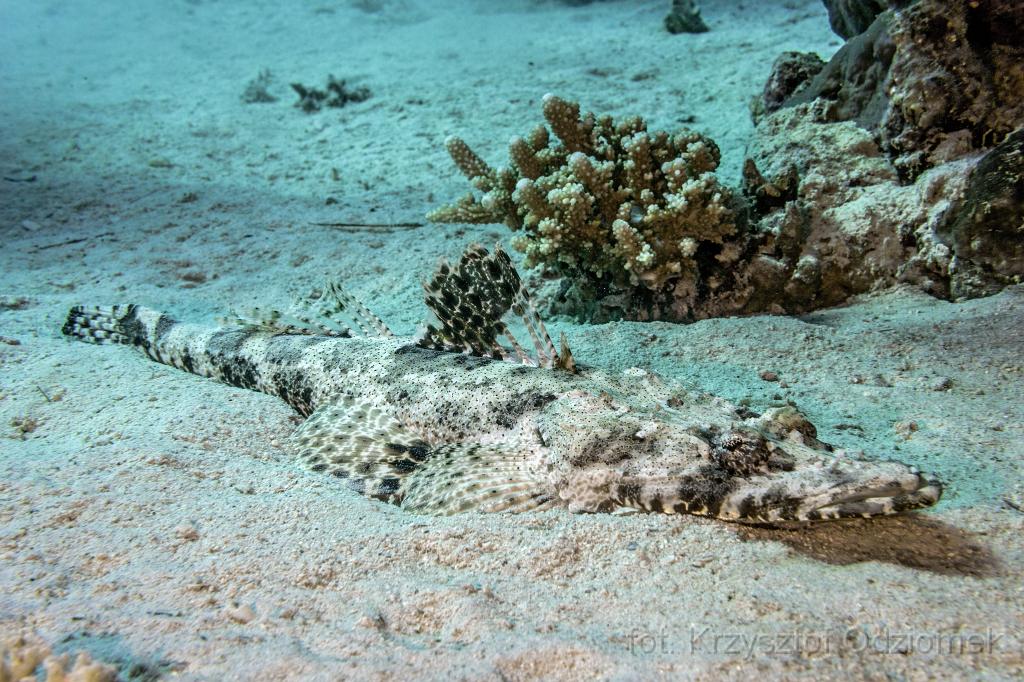 Egypt,diving,underwater,fish,gallery,coral,reef,crocodilefish