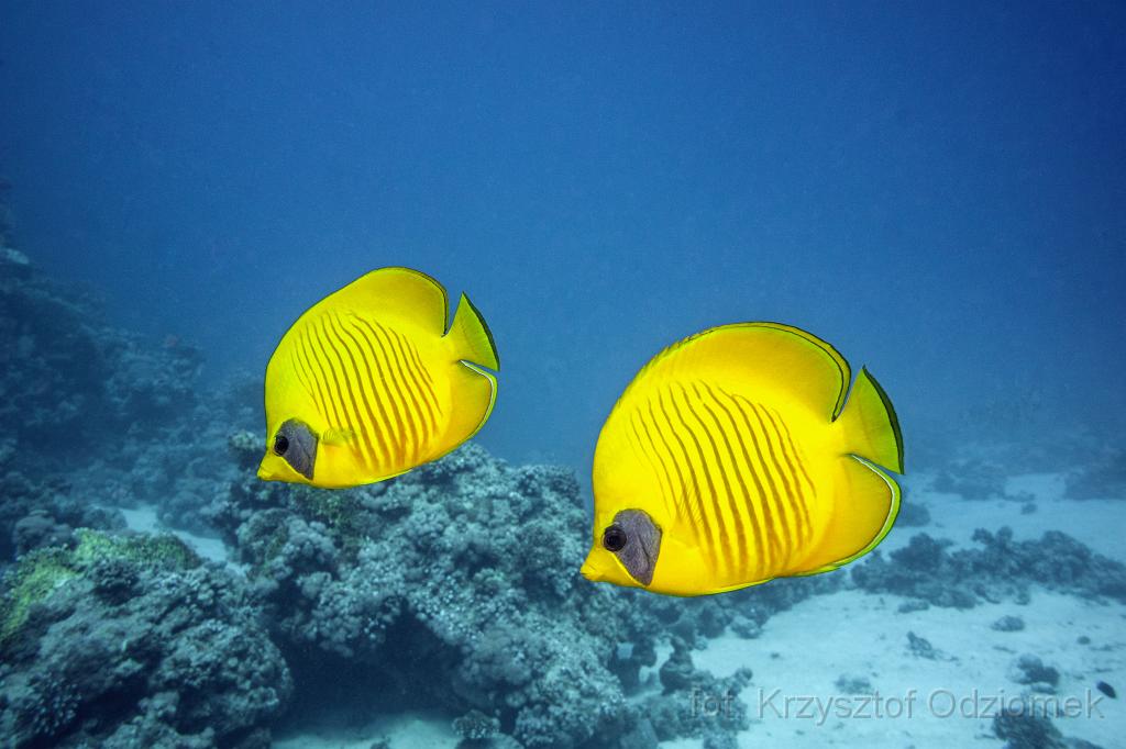 Egypt,diving,underwater,fish,gallery,coral,reef,