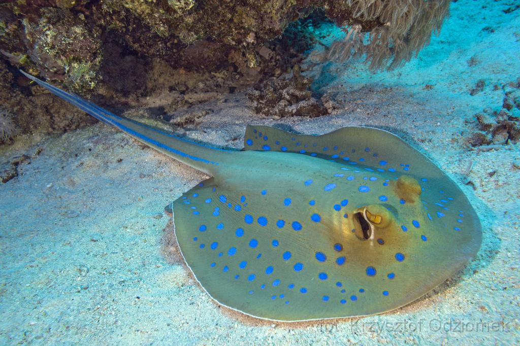 Egypt,diving,underwater,fish,gallery,coral,reef,stingray
