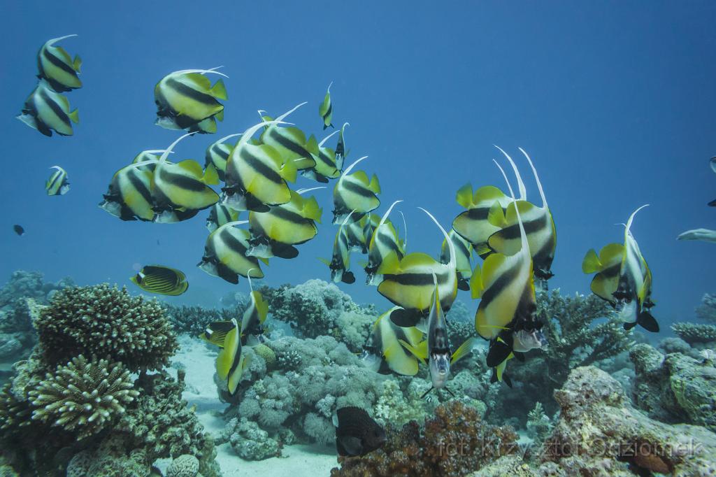 Egypt,diving,underwater,fish,gallery,coral,reef,bannerfish