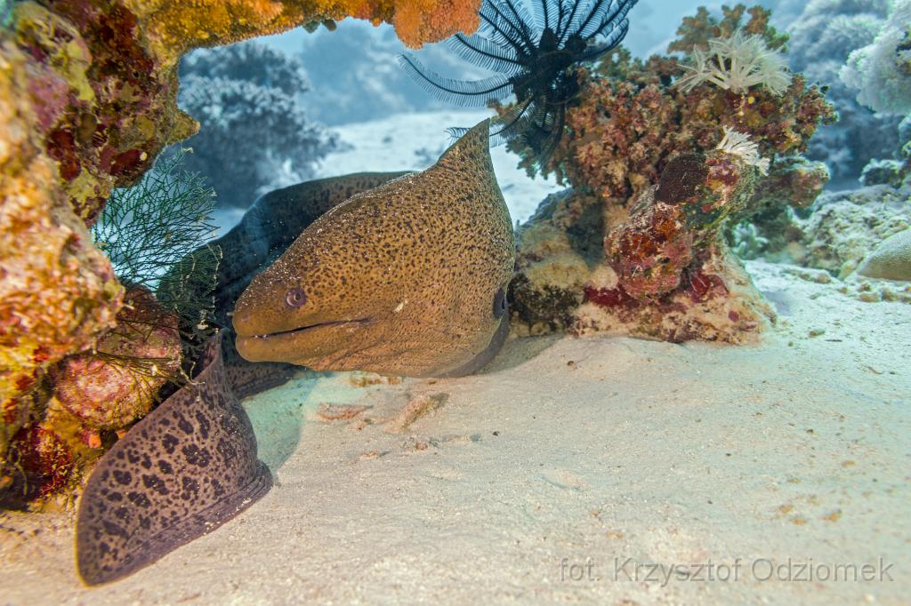 Egypt,diving,underwater,fish,gallery,coral,reef,moray
