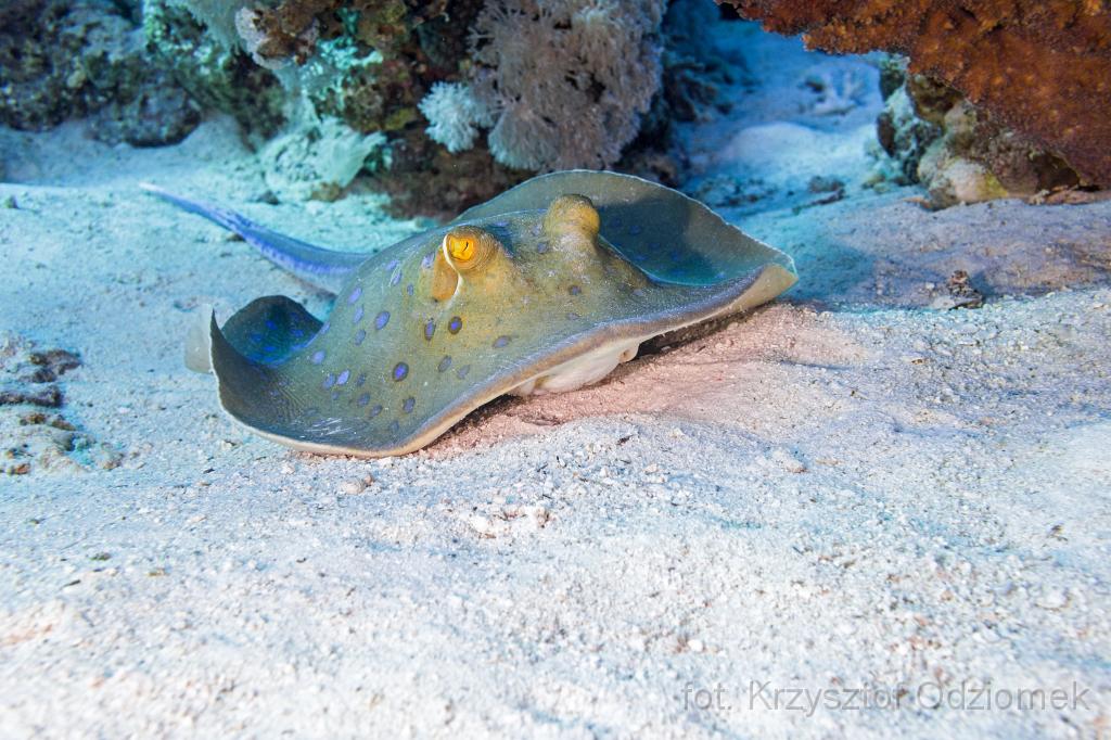 Egypt,diving,underwater,fish,gallery,coral,reef,stingray