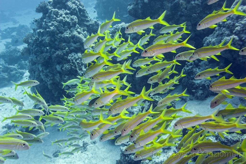 Egypt,diving,underwater,fish,gallery,coral,reef,goatfish