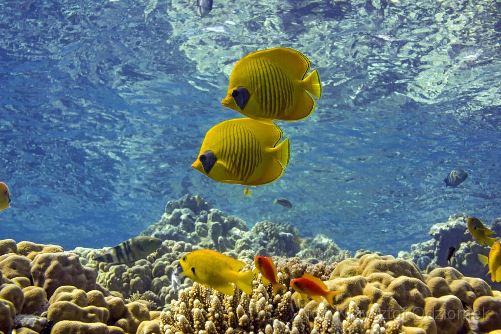 Egypt,diving,underwater,fish,gallery,coral,reef,butterflyfish