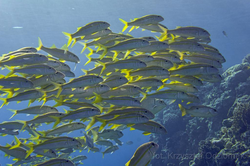Egypt,diving,underwater,fish,gallery,coral,reef,goatfish