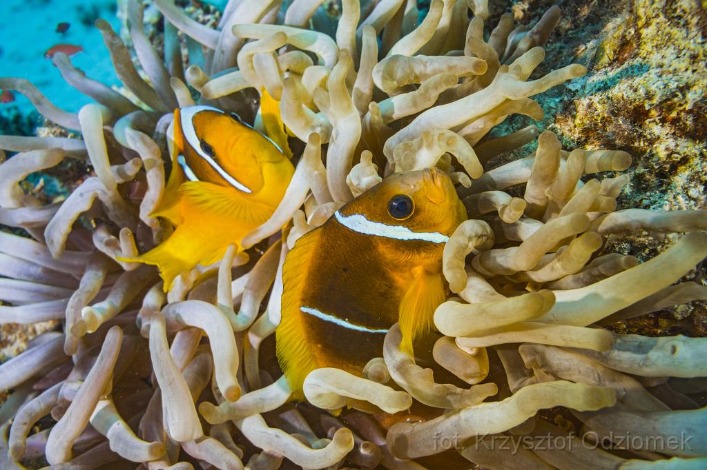 Egypt,diving,underwater,fish,gallery,coral,reef,clownfish,anemonefish