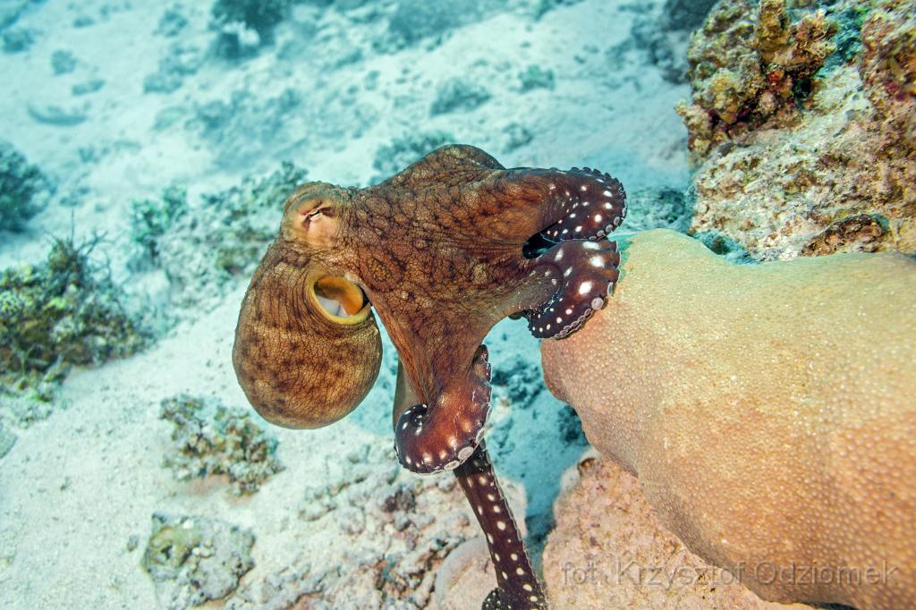 Egypt,diving,underwater,fish,gallery,coral,reef,octopus