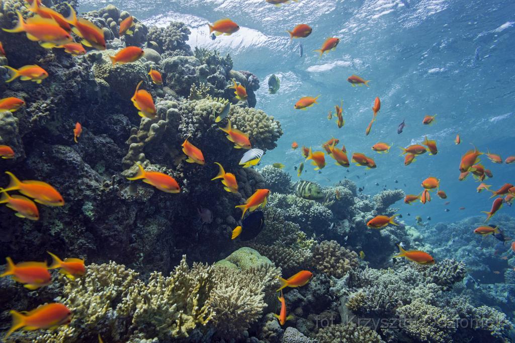Egypt,diving,underwater,fish,gallery,coral,reef,anthias fish