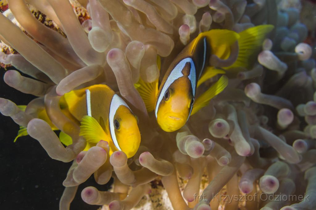 Egypt,diving,underwater,fish,gallery,coral,reef,anemone fish , clown fish