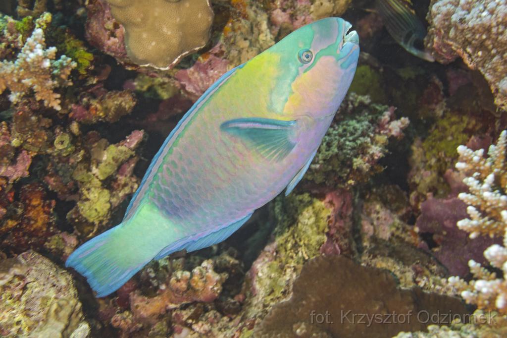 Egypt,diving,underwater,fish,gallery,coral,reef,parotfish