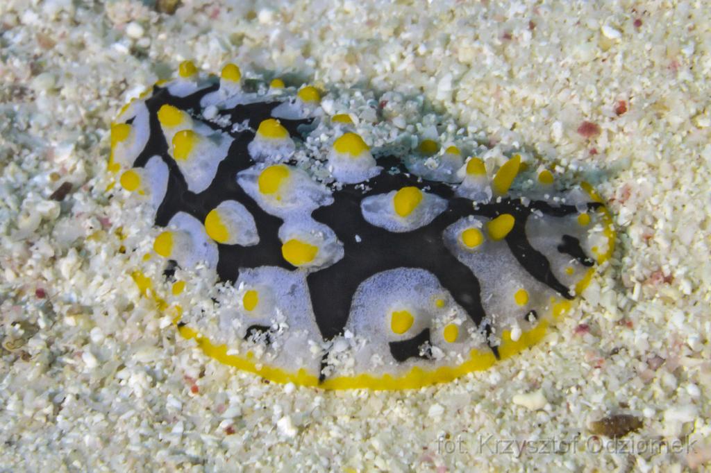 Egypt,diving,underwater,fish,gallery,coral,reef,Nudibranch,slug