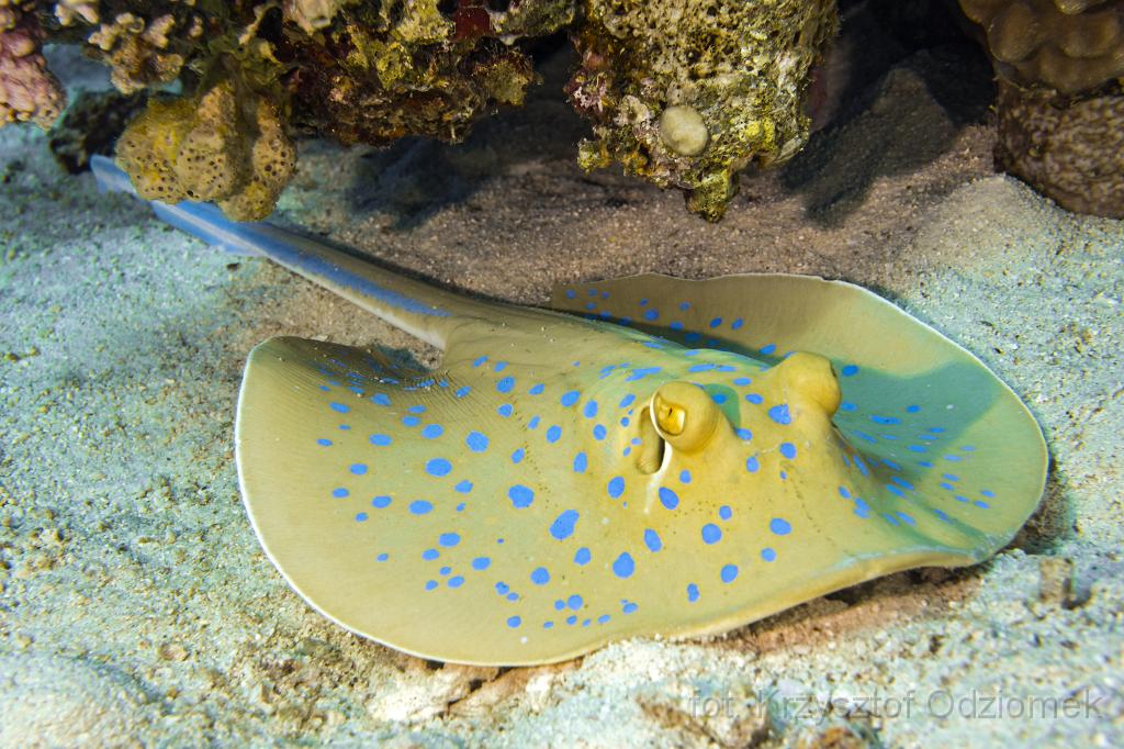 Egypt,diving,underwater,fish,gallery,coral,reef,stingrayfish