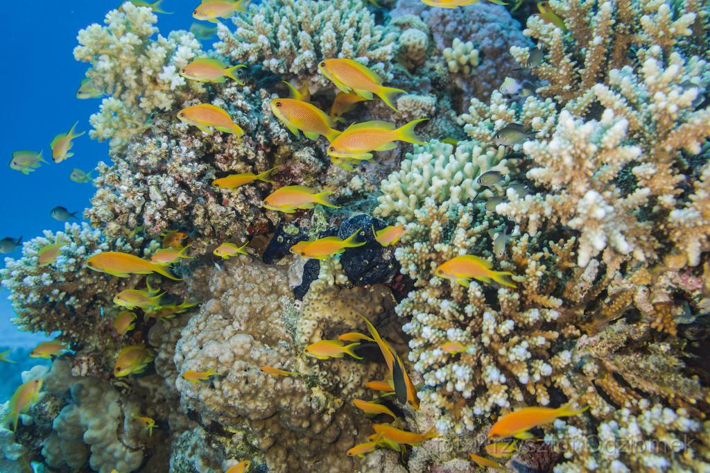 Egypt,diving,underwater,fish,gallery,coral,reef,hard coral reef