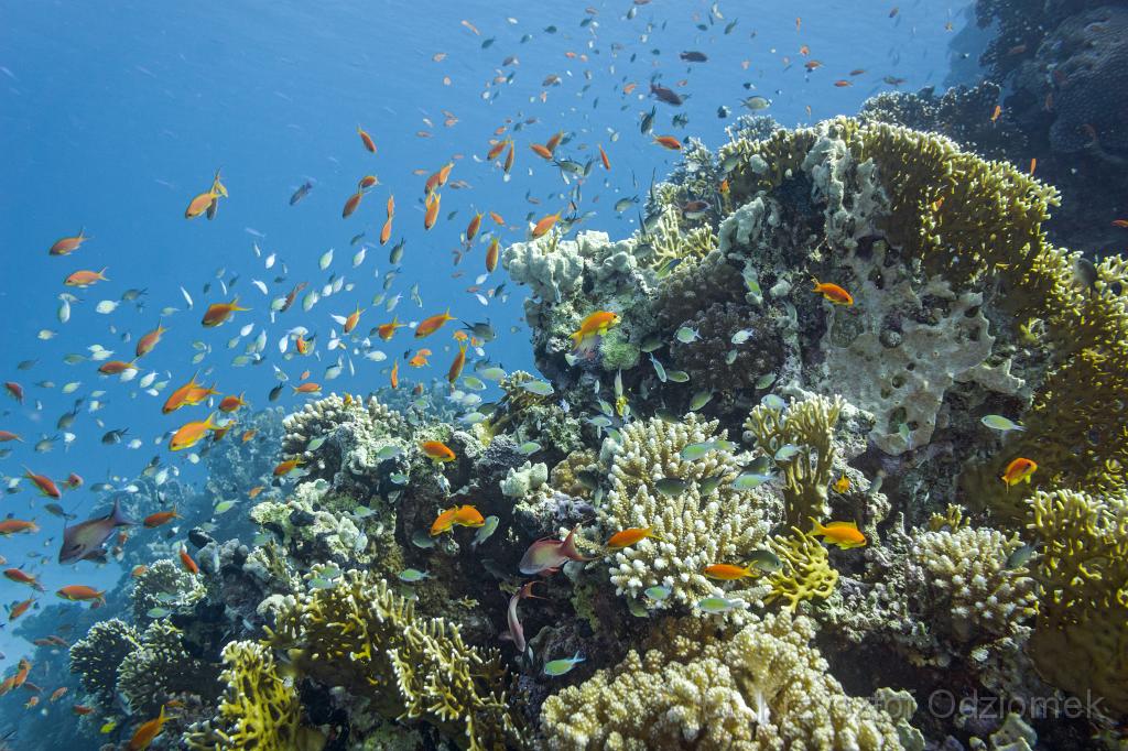 Egypt,diving,underwater,fish,gallery,coral,reef