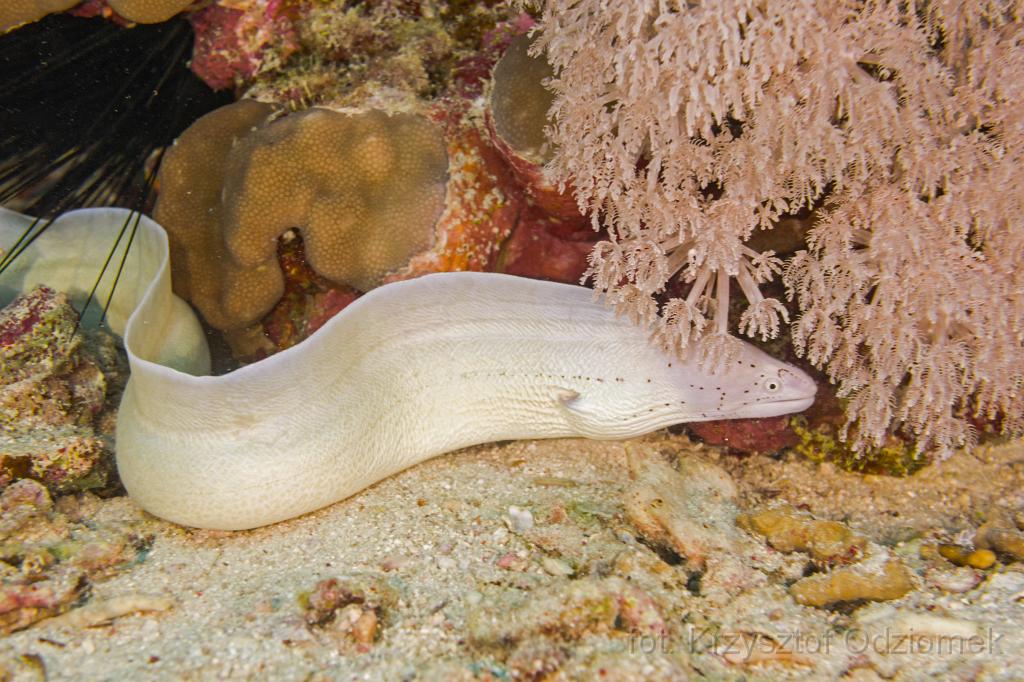 Egypt,diving,underwater,fish,gallery,coral,reef,