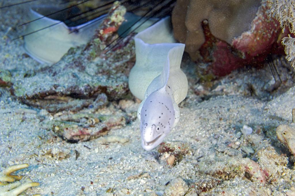 Egypt,diving,underwater,fish,gallery,coral,reef,moray eel