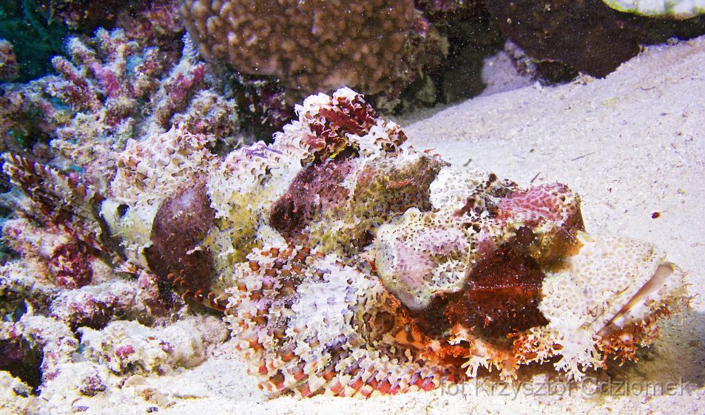 Egypt,diving,underwater,fish,gallery,coral,reef,Egypt - scorpionfish on the coral reef