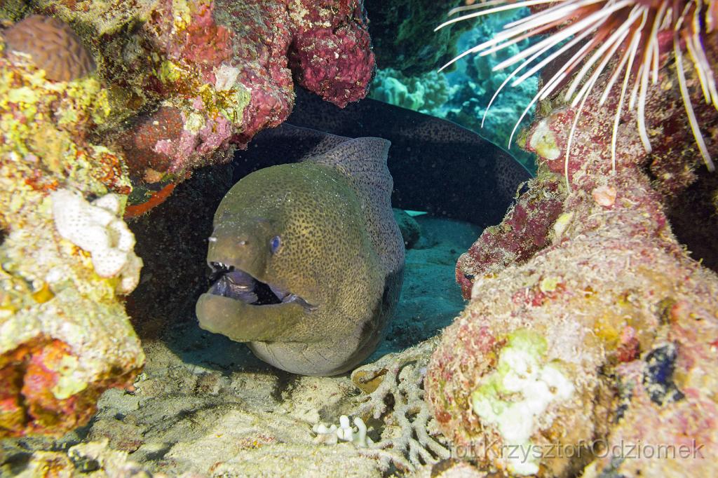 Egypt,diving,underwater,fish,gallery,coral,reef,Egypt  - big moray ell on the coral reef